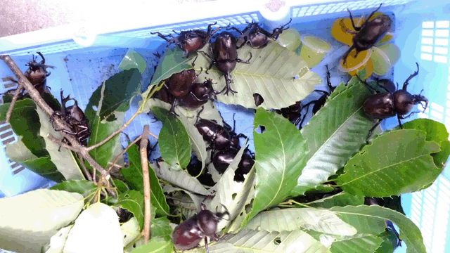 カブト虫成虫小サイ♂100♀100入り