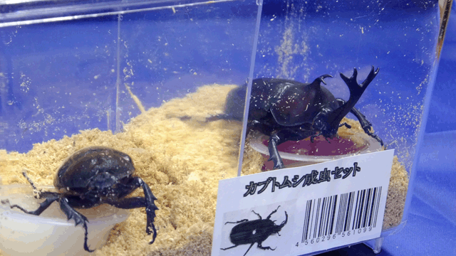 カブト虫成虫中サイズ♂1♀1ミニケース入り