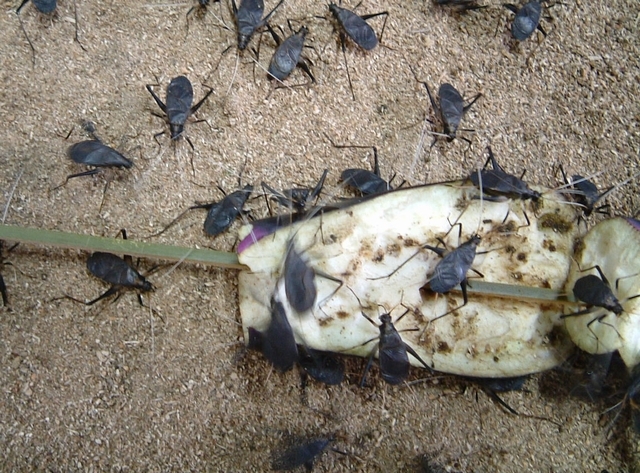 スズ虫成虫♂10♀10入りカップ入り